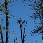 heron_250.jpg