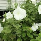 hibiscus2.jpg