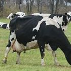 holstein.jpg