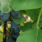 honeyberry_by_oligator83.jpg