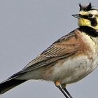 horned_lark_tommunson.jpg