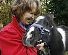 horse160.jpg