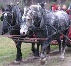 horses_2.jpg