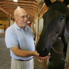 horses_ap050818018207.jpg