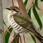 horsfields_bronze_cuckoo.jpg
