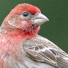 house_finch.jpg