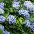 hydrangea_600.jpg