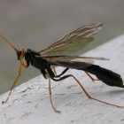 insect_600.jpg