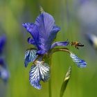 iris_600.jpg