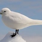 ivorygulls2.jpg