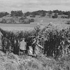 jack_delano_hinesburg_harvesting_corn_300.jpg