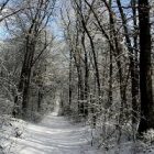 january_hanksville_woods.jpg