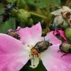 japanesebeetle_600.jpg
