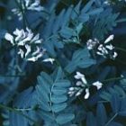 jesup_s_milk_vetch.jpg