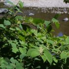knotweed_leaves_and_flowers2.jpg