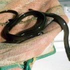 lamprey.jpg