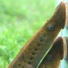 lamprey200.jpg
