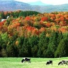 landscape_toby.jpg