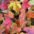 leaves2.jpg
