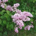 lilacs_600.jpg