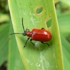 lily_leaf_285.jpg