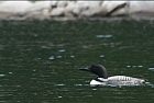 loon_150.jpg