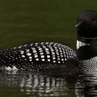 loon_340x255.jpg