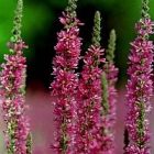 loosestrife.jpg