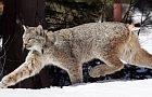 lynx160.jpg