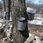 maple_wooliedalesresized_2.jpg