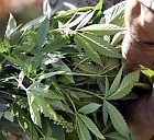 marijuana140.jpg