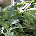 marijuana2_0324_2.jpg