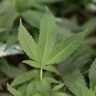 marijuana_0324.jpg