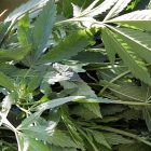 marijuana_600.jpg