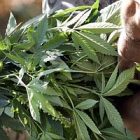 marijuana_ap_photo_elaine_thompson.jpg