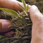 marijuana_plant.jpg