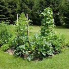mid-summer_garden_300.jpg