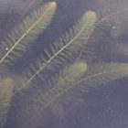 milfoil.jpg