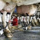 milking_2.jpg