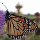 monarch_butterfly2_sq.jpg