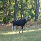 moose.jpg