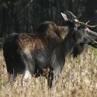 moose0715_300.jpg