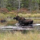 moose_2.jpg