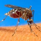 mosquito_2.jpg
