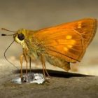 moth4web.jpg