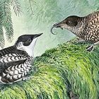 murrelet.jpg