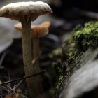 mushroom_340x255.jpg