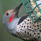 northern_flicker_birdnote.jpg
