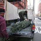 nyc_trees.jpg