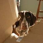 ollie_340x255.jpg